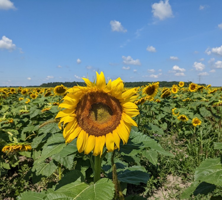 Hirzel Sunflower Field (Seasonal) (Pemberville,&nbspOH)